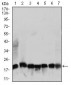 RPL18A Antibody